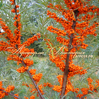 Облепиха "ЧУЙСКАЯ" (БЕЗ КОЛЮЧЕК) (КРУПНОМЕР! КРУПНОЕ, МОЩНОЕ ДЕРЕВО, ЦВЕТЁТ В ГОД ПОСАДКИ, ЧАСТО И ПЛОДОНОСИТ В ГОД ПОСАДКИ!) Облепиха "ЧУЙСКАЯ" (БЕЗ КОЛЮЧЕК) (КРУПНОМЕР! КРУПНОЕ, МОЩНОЕ ДЕРЕВО, ЦВЕТЁТ В ГОД ПОСАДКИ, ЧАСТО И ПЛОДОНОСИТ В ГОД ПОСАДКИ!)